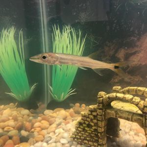 Meet your Posher, Samuel